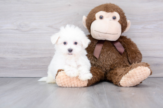 Maltese Puppy for Adoption