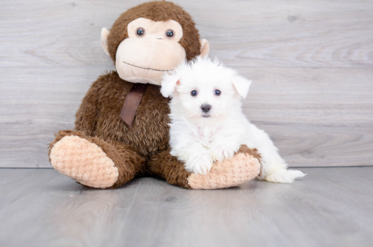 Small Maltese Baby