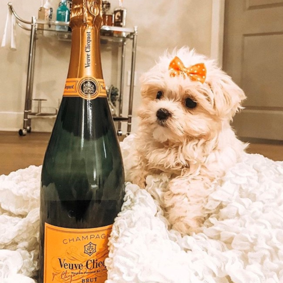 White Maltese dog with a cute orange hair bow