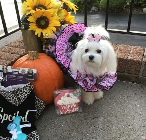Long-haired Maltese dog wearing a pink dress with black polka dots