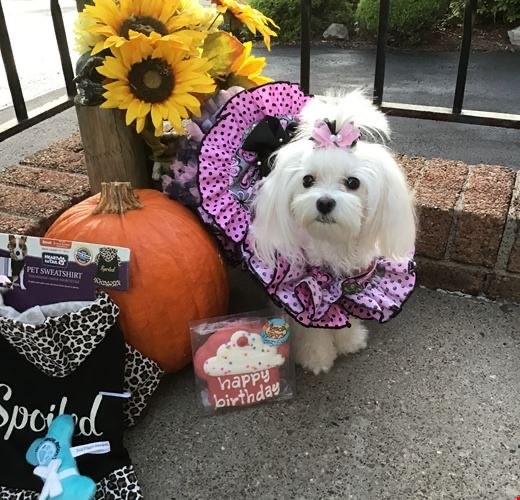 Long-haired Maltese dog wearing a pink dress with black polka dots