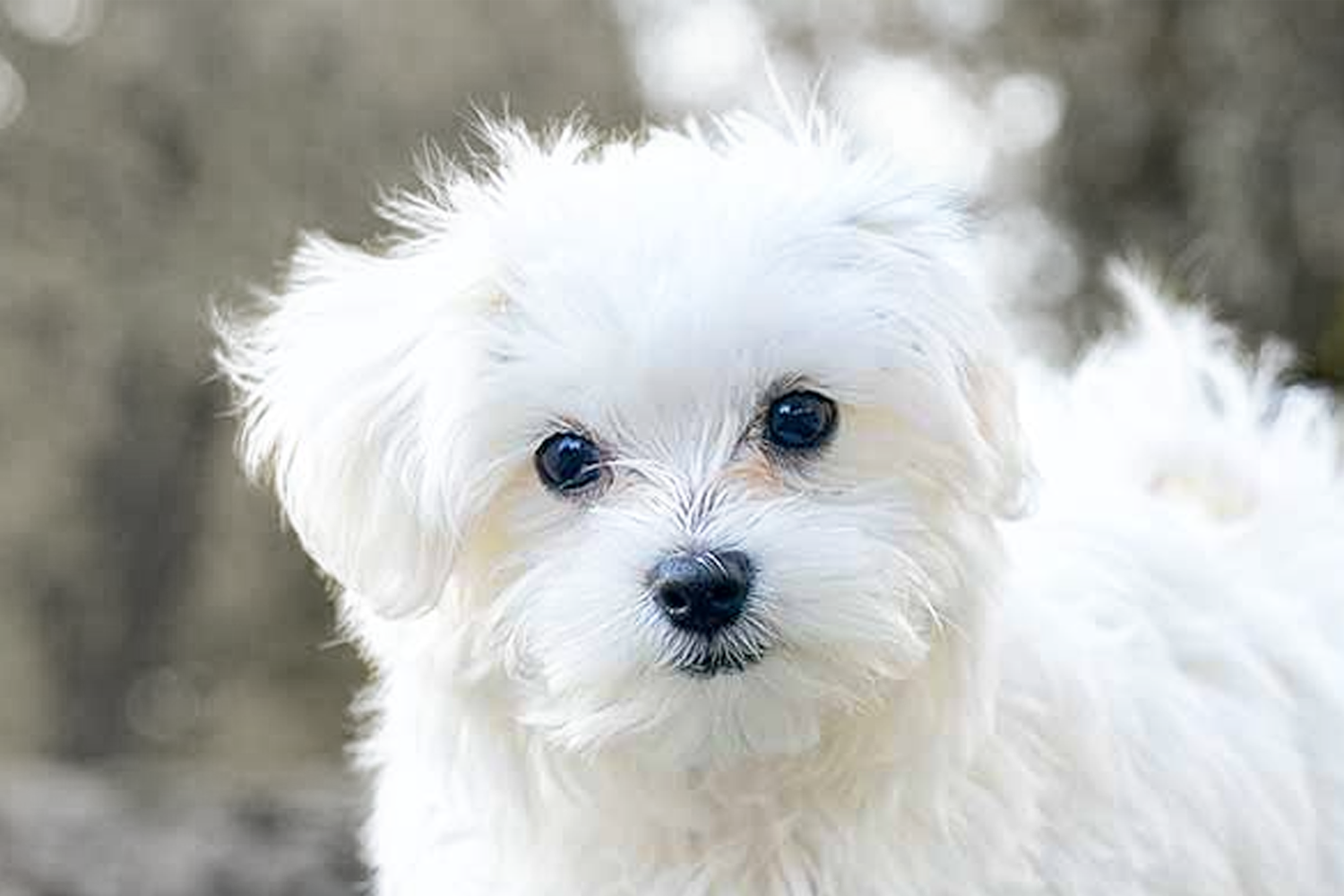 maltese puppies available