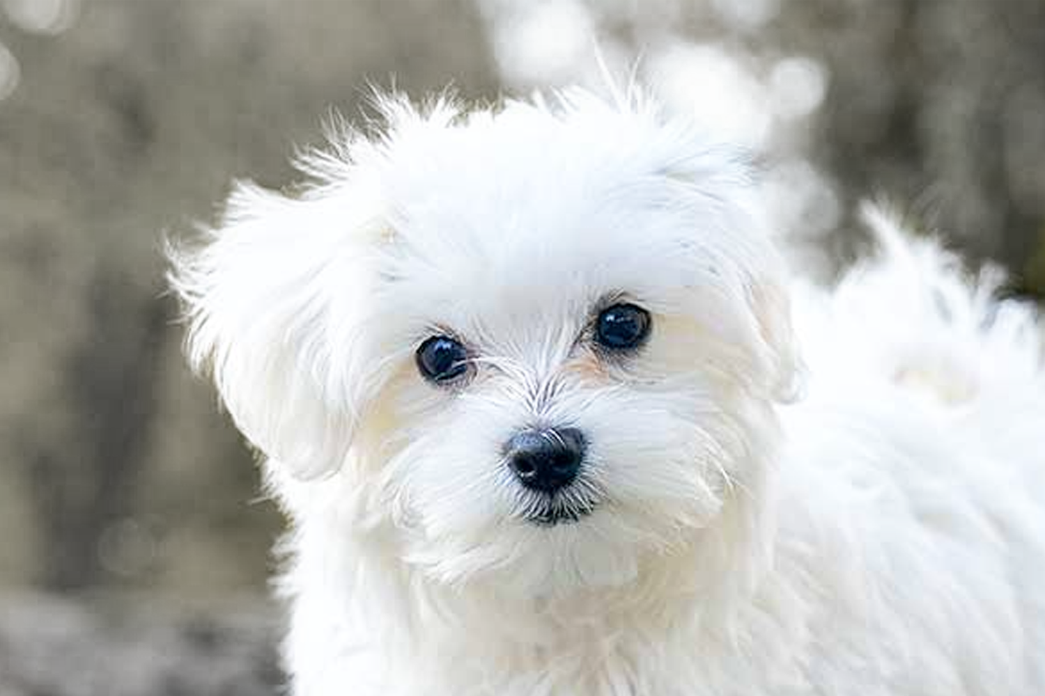 cute maltese puppies for sale