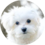 Maltese Puppy For Sale - Premier Pups