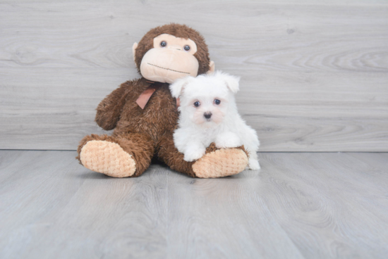 Playful Maltese Baby