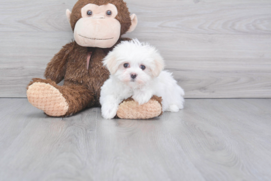 Maltese Pup Being Cute