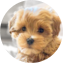 Maltipoo Puppy For Sale - Premier Pups