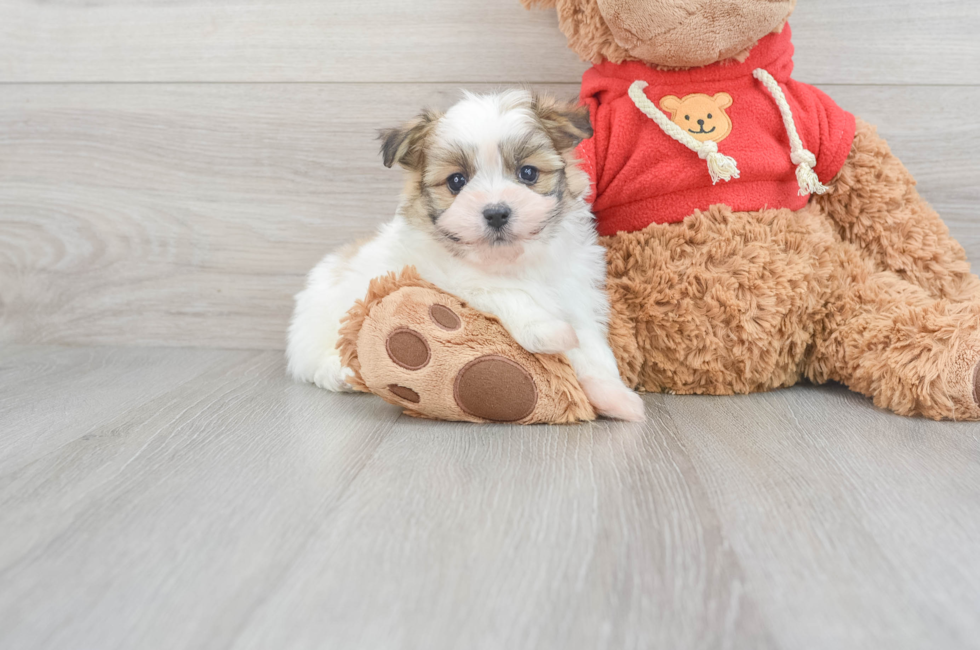 6 week old Maltipom Puppy For Sale - Premier Pups