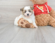5 week old Maltipom Puppy For Sale - Premier Pups
