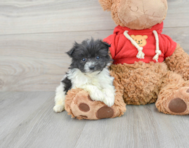 6 week old Maltipom Puppy For Sale - Premier Pups