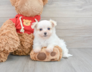 9 week old Maltipom Puppy For Sale - Premier Pups