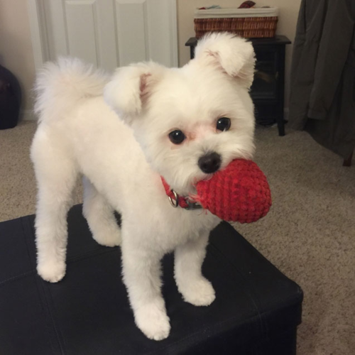 White Maltipom chewing on a red plush toy