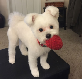 Maltipom Puppies For Sale