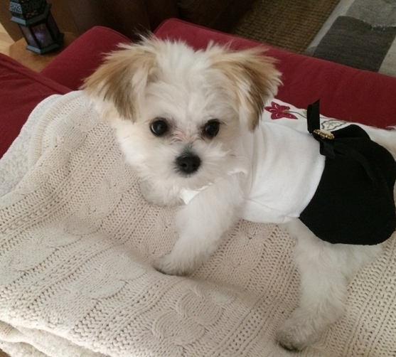 Cute Maltipom puppy wearing a black and white outfit