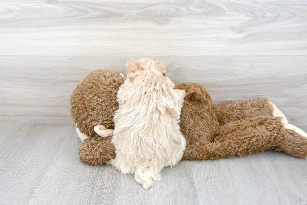 Hypoallergenic Maltepoo Poodle Mix Puppy