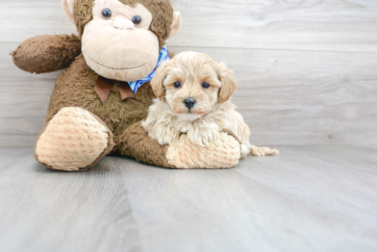 Happy Maltipoo Baby