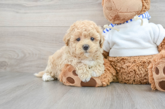 Maltipoo Puppy for Adoption