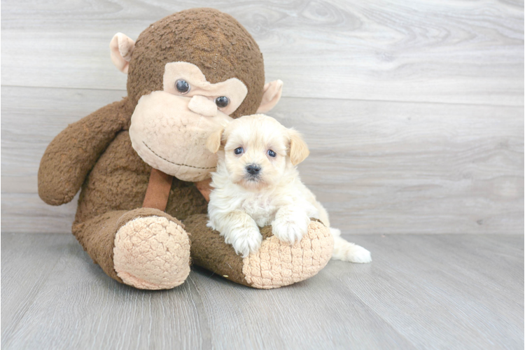 Teacup Maltipoo Puppy