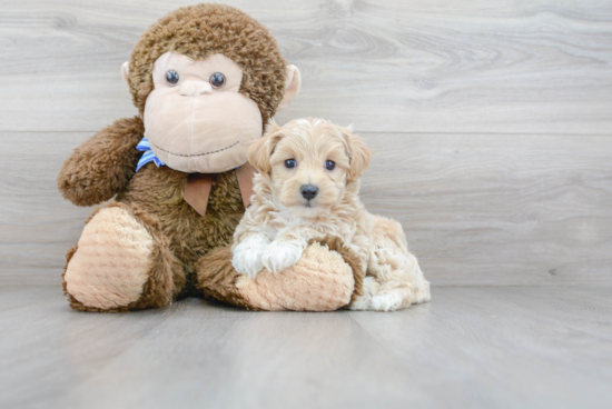 Adorable Maltepoo Poodle Mix Puppy