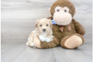 Meet Angelina - our Maltipoo Puppy Photo 2/3 - Premier Pups