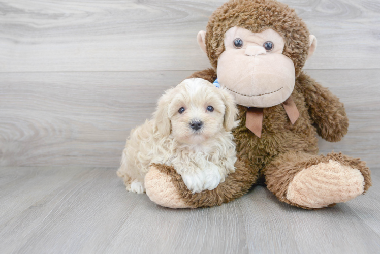 Meet Angelina - our Maltipoo Puppy Photo 1/3 - Premier Pups