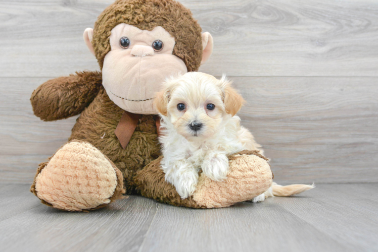 Maltipoo Puppy for Adoption