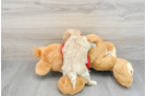 Energetic Maltese Poodle Poodle Mix Puppy