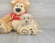 7 week old Maltipoo Puppy For Sale - Premier Pups