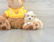 8 week old Maltipoo Puppy For Sale - Premier Pups