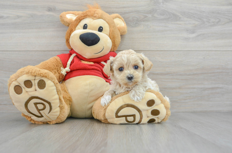 6 week old Maltipoo Puppy For Sale - Premier Pups