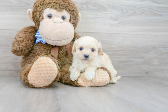 Funny Maltipoo Poodle Mix Pup