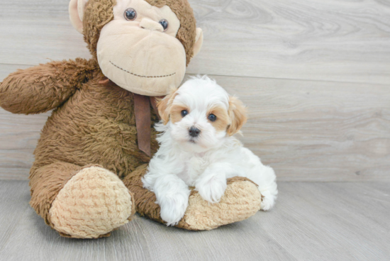 Energetic Maltepoo Poodle Mix Puppy