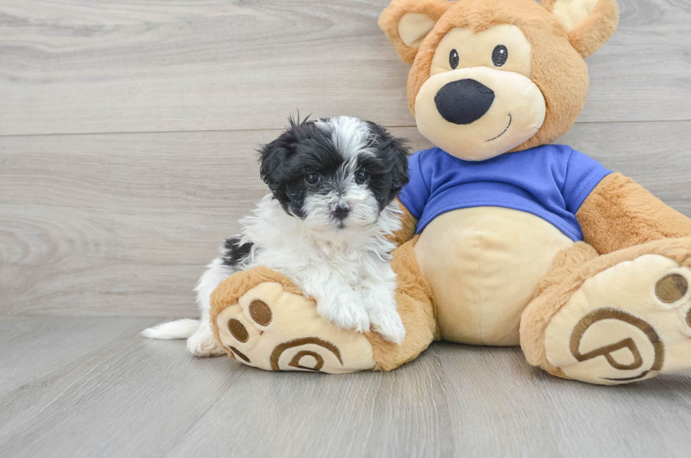 6 week old Maltipoo Puppy For Sale - Premier Pups