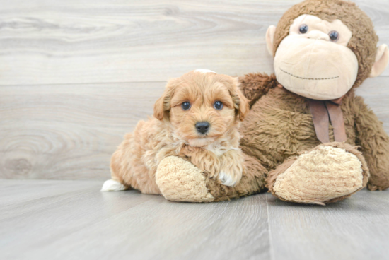 Maltipoo Pup Being Cute