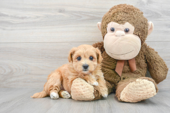 Maltipoo Puppy for Adoption