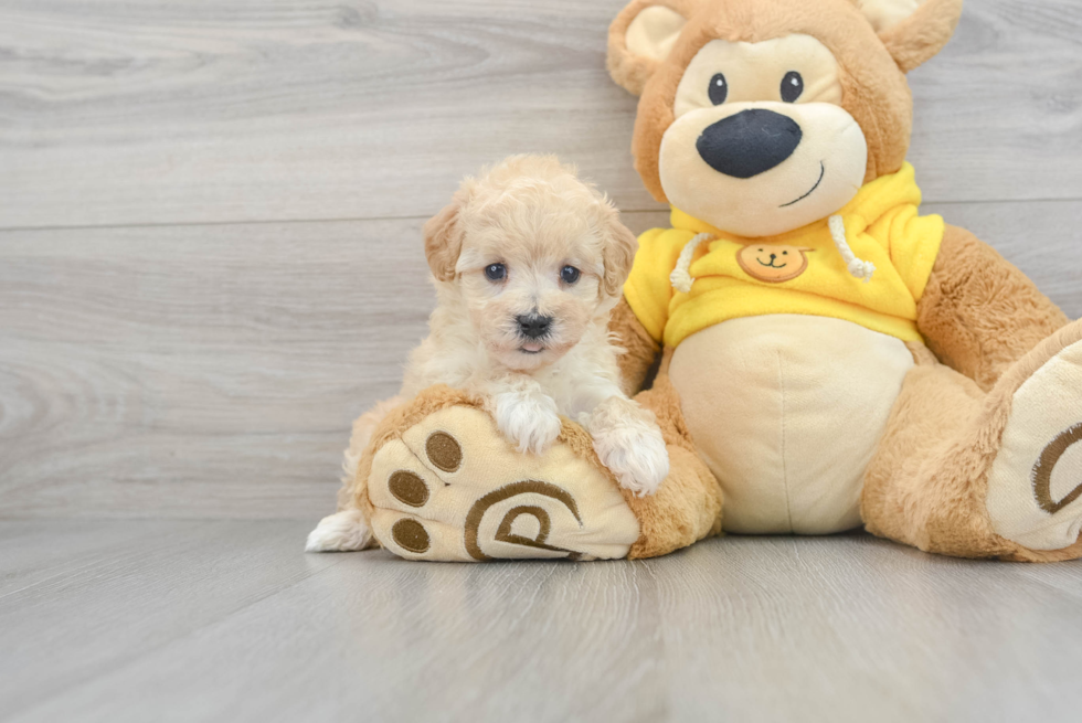 Popular Maltipoo Butterscotch: 3lb 1oz Doodle Puppy