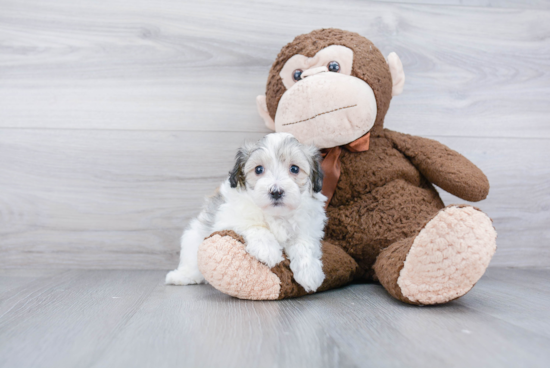 Cute Maltipoo Baby