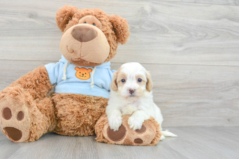 Best Maltipoo Baby
