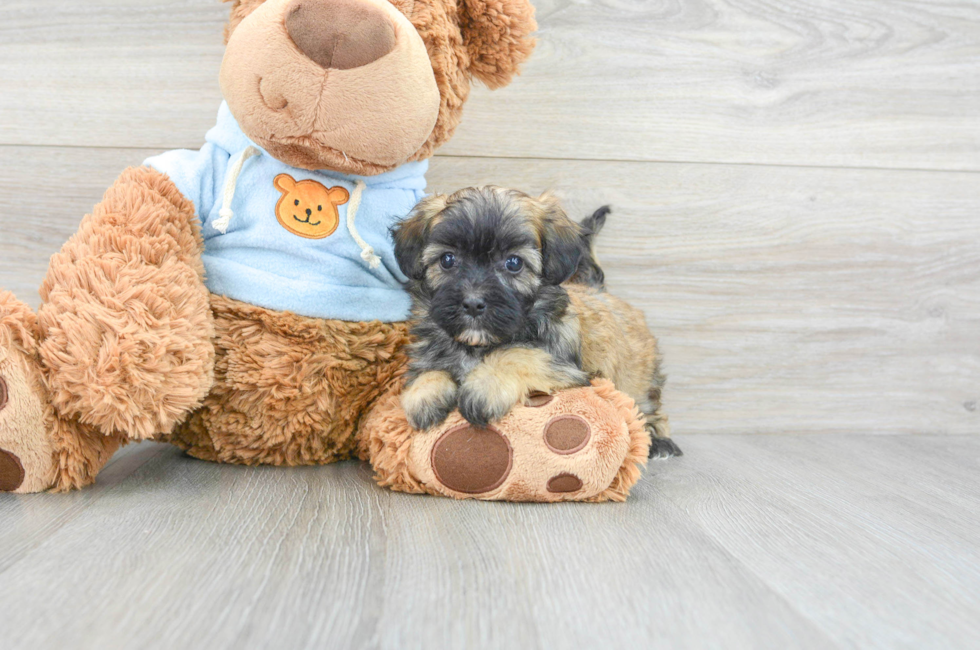 6 week old Maltipoo Puppy For Sale - Premier Pups
