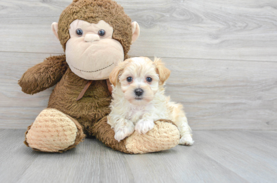 Best Maltipoo Baby