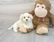 7 week old Maltipoo Puppy For Sale - Premier Pups