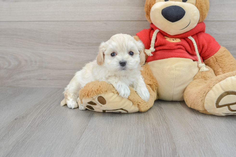 6 week old Maltipoo Puppy For Sale - Premier Pups