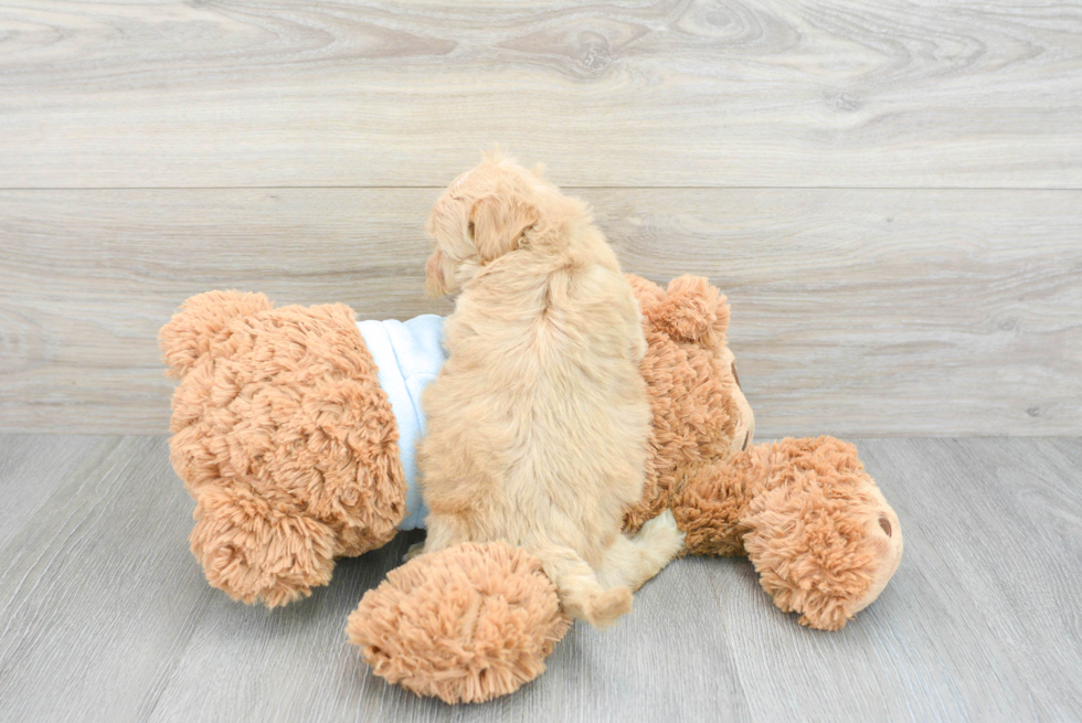 Maltipoo Pup Being Cute