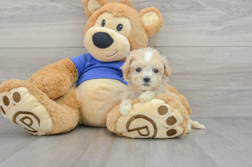 5 week old Maltipoo Puppy For Sale - Premier Pups