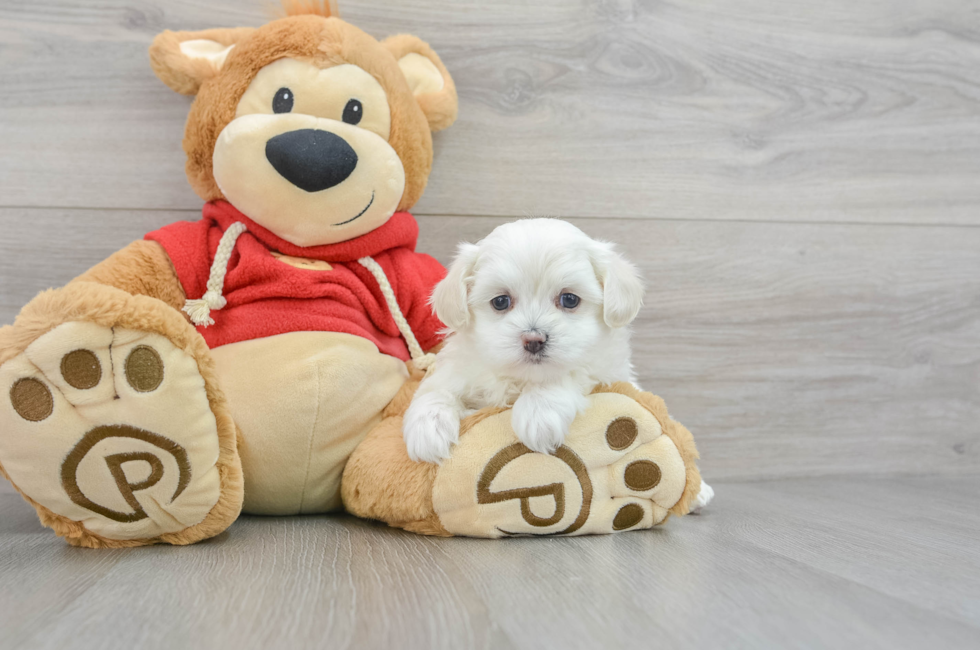 6 week old Maltipoo Puppy For Sale - Premier Pups