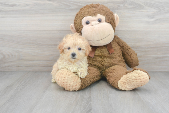 Energetic Maltepoo Poodle Mix Puppy