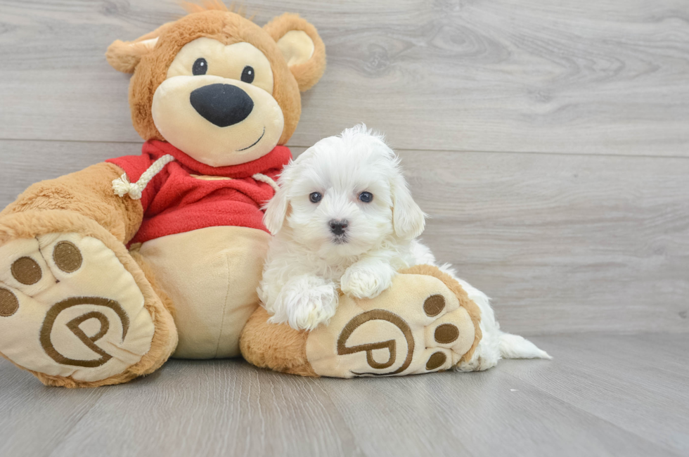 7 week old Maltipoo Puppy For Sale - Premier Pups