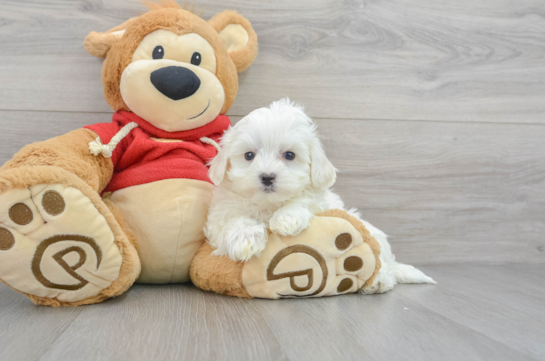 Maltipoo Pup Being Cute