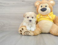 6 week old Maltipoo Puppy For Sale - Premier Pups