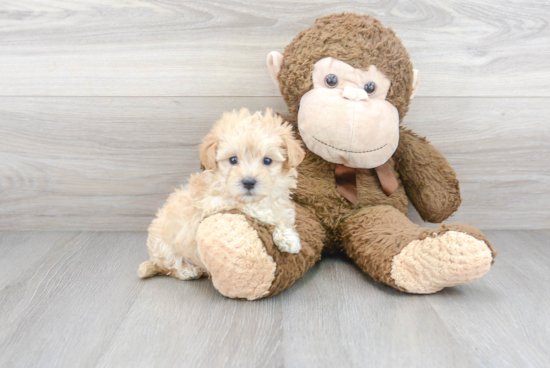 Best Maltipoo Baby